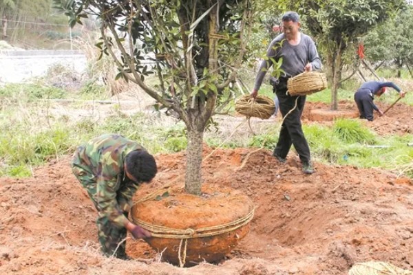 桂花树不宜种在哪些地方，不宜种在养老院、荫蔽的地方等