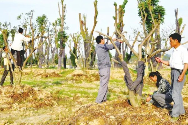 桂花树不宜种在哪些地方，不宜种在养老院、荫蔽的地方等