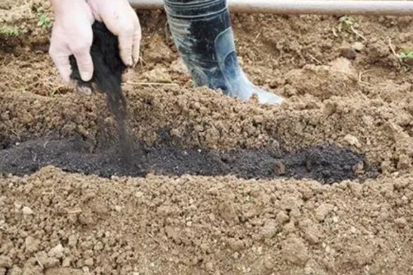 花生施肥方法，基肥用量应占施肥总量的80%-90%