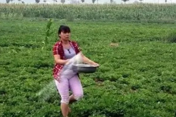 花生施肥方法，基肥用量应占施肥总量的80%-90%