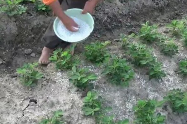 花生施肥方法，基肥用量应占施肥总量的80%-90%