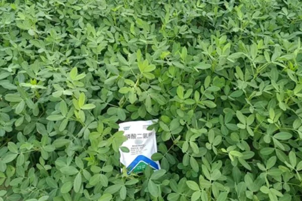 花生施肥方法，基肥用量应占施肥总量的80%-90%