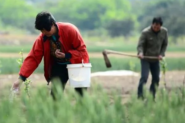 花生施肥方法，基肥用量应占施肥总量的80%-90%