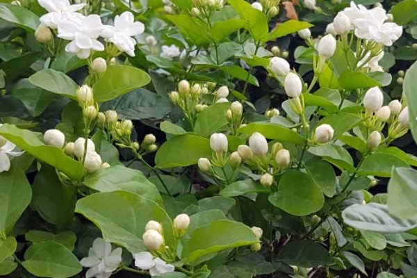 茉莉开花后怎样剪枝，要及时剪去过高的枝条