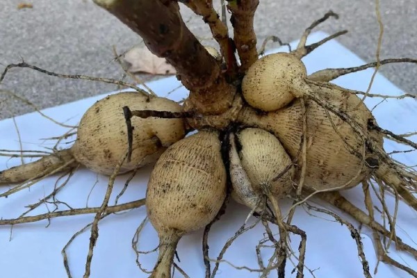 怎么种大丽花种球，可以直接放土里栽培即可