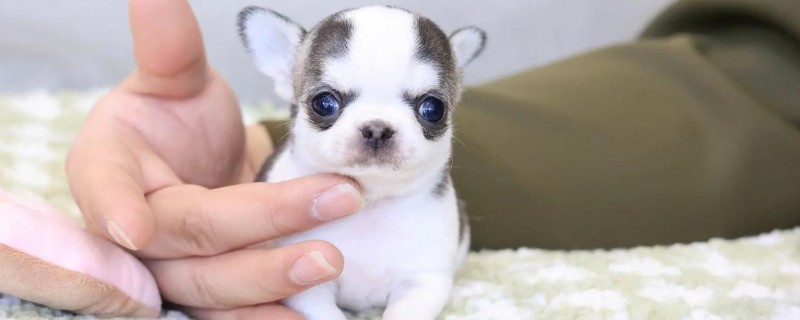 长不大的宠物狗，有斗牛犬、比熊犬等
