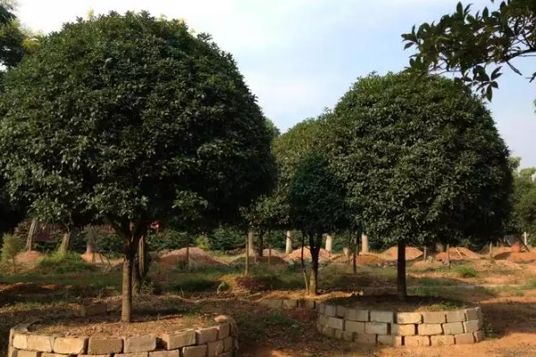 桂花树不宜种在哪些地方，不宜种在养老院、荫蔽的地方等