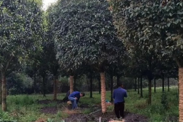 桂花树不宜种在哪些地方，不宜种在养老院、荫蔽的地方等