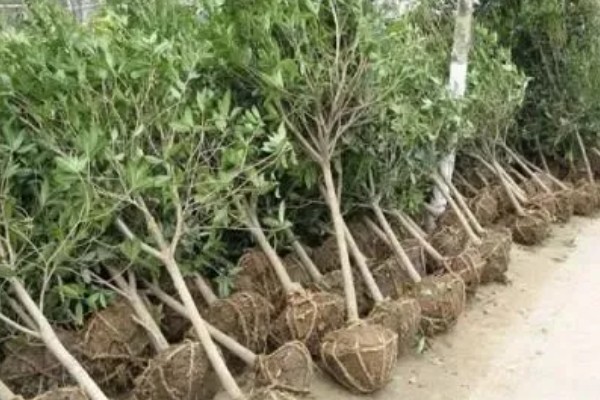 桂花树不宜种在哪些地方，不宜种在养老院、荫蔽的地方等
