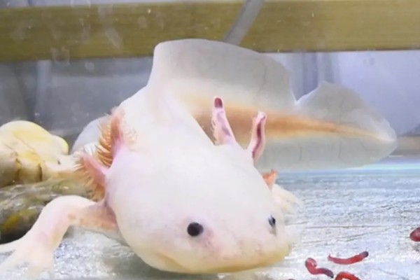 六角蝾螈吃什么，主要食物为水藻、蠕虫等
