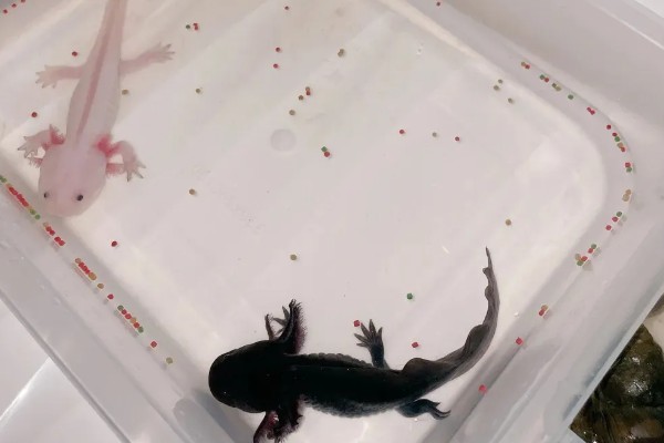 六角蝾螈吃什么，主要食物为水藻、蠕虫等