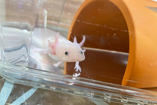 六角蝾螈吃什么，主要食物为水藻、蠕虫等
