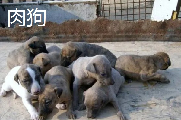 长不大的宠物狗，有斗牛犬、比熊犬等