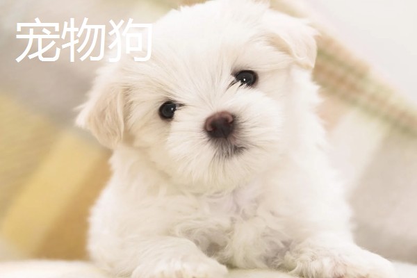长不大的宠物狗，有斗牛犬、比熊犬等