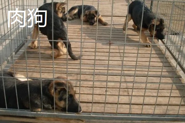 长不大的宠物狗，有斗牛犬、比熊犬等