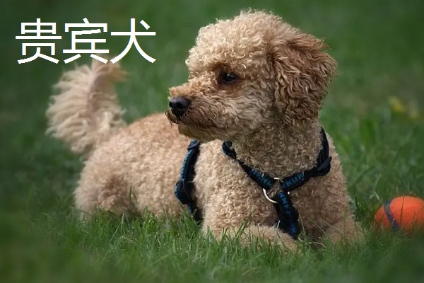 长不大的宠物狗，有斗牛犬、比熊犬等