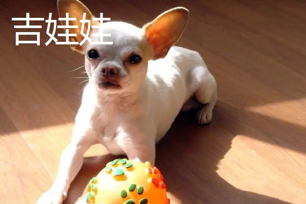 长不大的宠物狗，有斗牛犬、比熊犬等