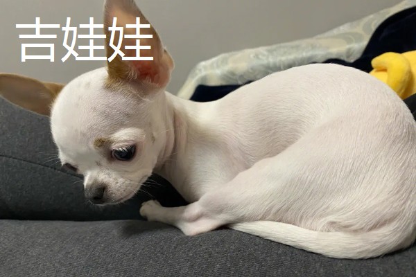 长不大的宠物狗，有斗牛犬、比熊犬等
