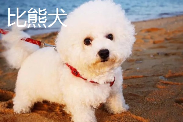 长不大的宠物狗，有斗牛犬、比熊犬等