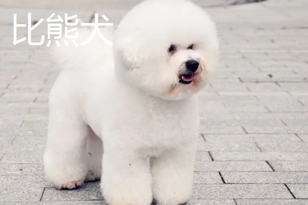 长不大的宠物狗，有斗牛犬、比熊犬等