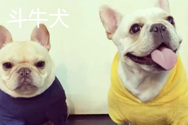 长不大的宠物狗，有斗牛犬、比熊犬等