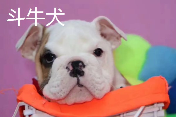 长不大的宠物狗，有斗牛犬、比熊犬等