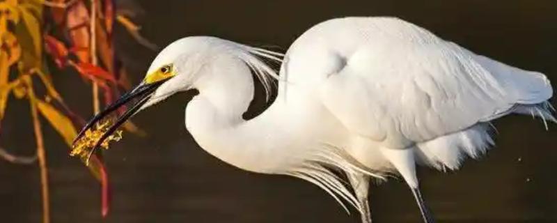 白鹭的种类，有大白鹭、黄嘴白鹭等