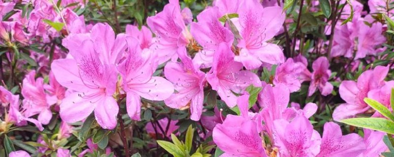 怎么在春天养杜鹃花,应当慢慢增加浇水的次数