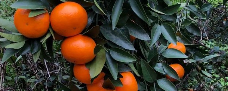 武鸣沃柑的产地,原产自以色列