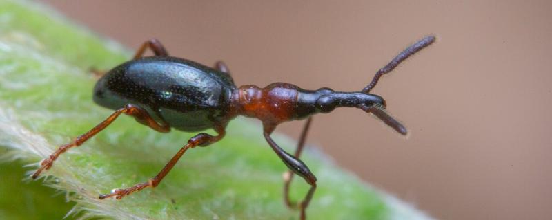 甘薯小象虫对人体有哪些危害，对人体不会造成直接伤害