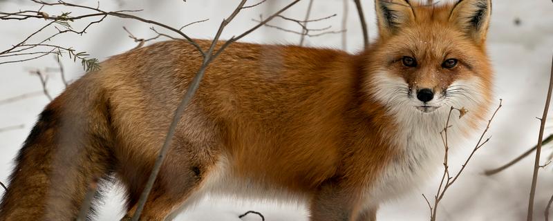 狐狸是不是国家保护动物，普通的狐狸不属于国家保护动物