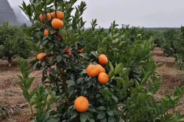 武鸣沃柑的产地,原产自以色列