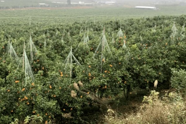 武鸣沃柑的产地,原产自以色列