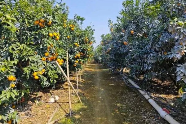 武鸣沃柑的产地,原产自以色列