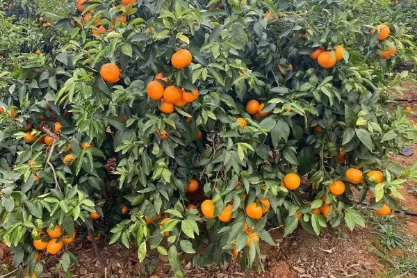 武鸣沃柑的产地,原产自以色列