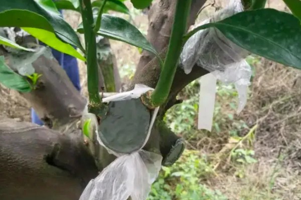 武鸣沃柑的产地,原产自以色列