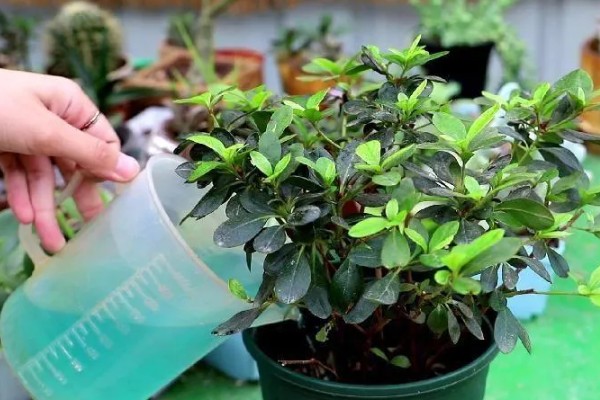 怎么在春天养杜鹃花,应当慢慢增加浇水的次数