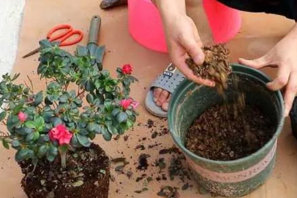 怎么在春天养杜鹃花,应当慢慢增加浇水的次数