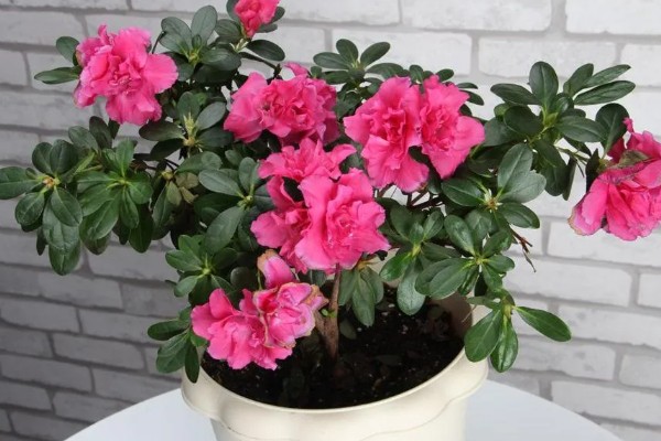 怎么在春天养杜鹃花,应当慢慢增加浇水的次数