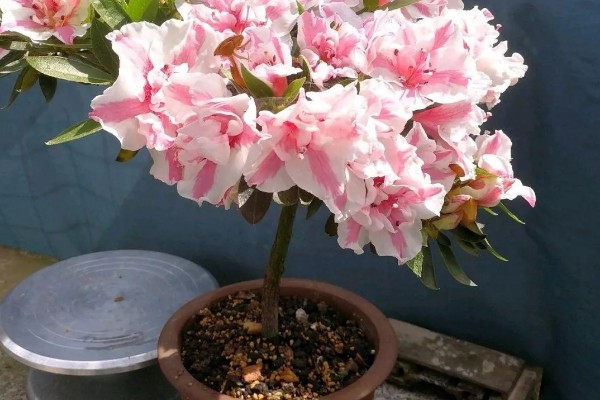 怎么在春天养杜鹃花,应当慢慢增加浇水的次数