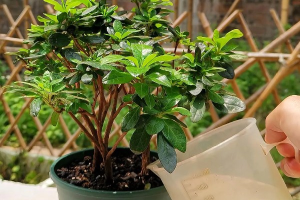 怎么在春天养杜鹃花,应当慢慢增加浇水的次数