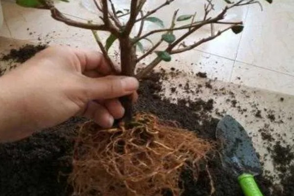 怎么在春天养杜鹃花,应当慢慢增加浇水的次数