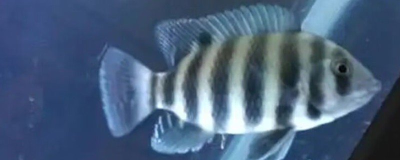 非洲十间鱼好不好养，是比较容易饲养的