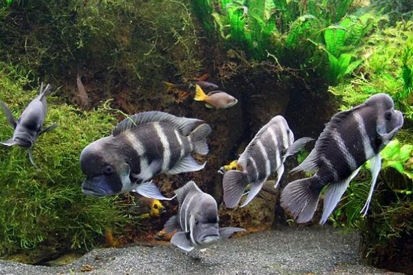 非洲十间鱼好不好养,是比较容易饲养的