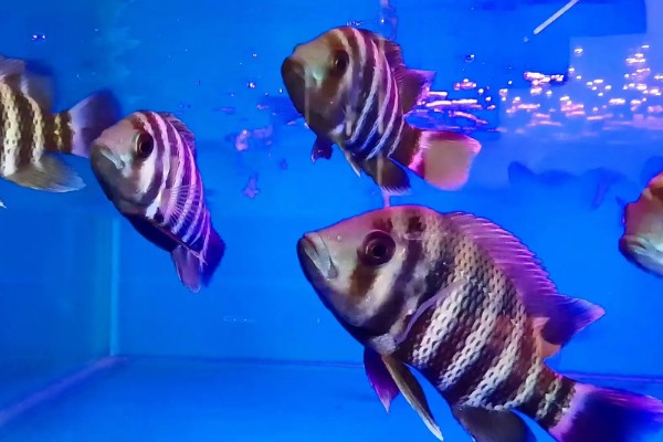 非洲十间鱼好不好养,是比较容易饲养的