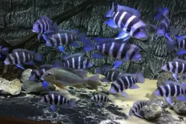 非洲十间鱼好不好养,是比较容易饲养的