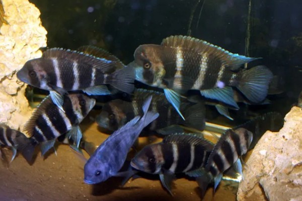 非洲十间鱼好不好养,是比较容易饲养的