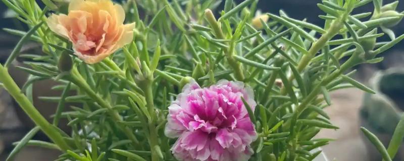 太阳花能水培养吗，太阳花可以水培养