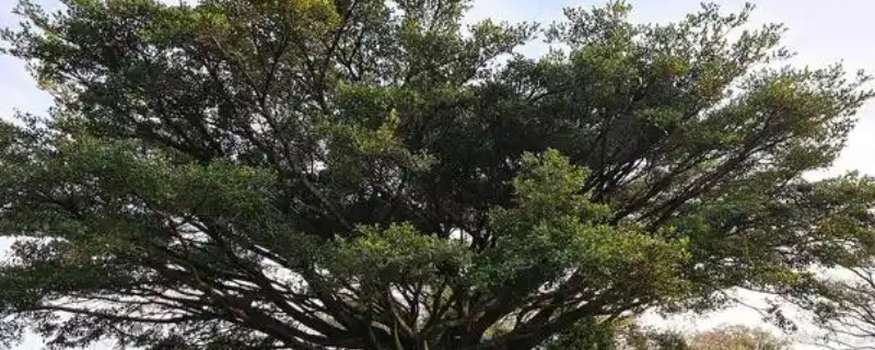 菩提树是哪种树，是桑科榕属的大乔木