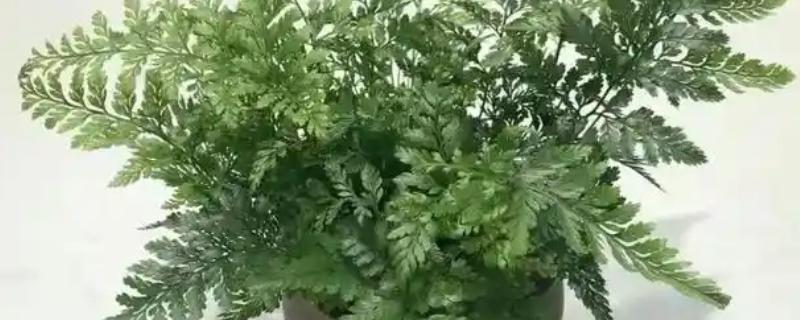 狼尾蕨叶尖发黄的原因，可能是气温变化过大所致